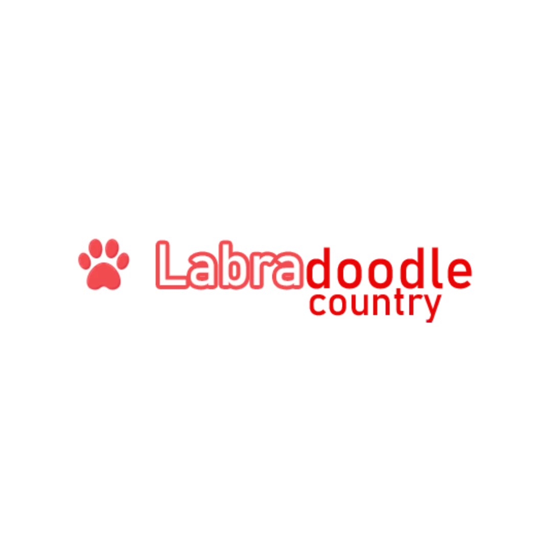 Labradoodle